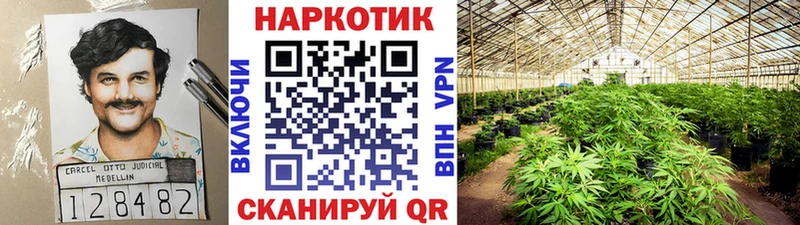 Купить закладку Орлов KRAKEN как войти  Псилоцибиновые грибы  Каннабис  ГАШИШ  Alpha PVP 